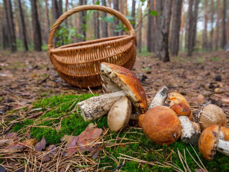 Cesta y setas sobre el suelo del bosque
