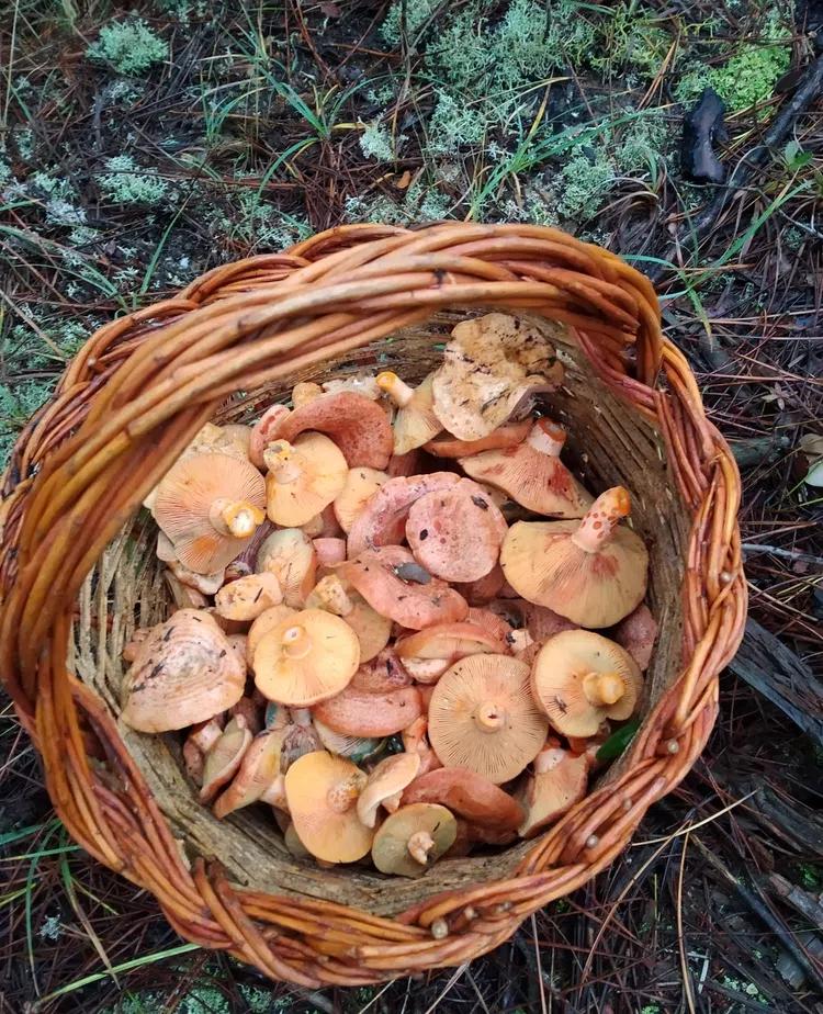 Cesta de mimbre con setas recién recogidas