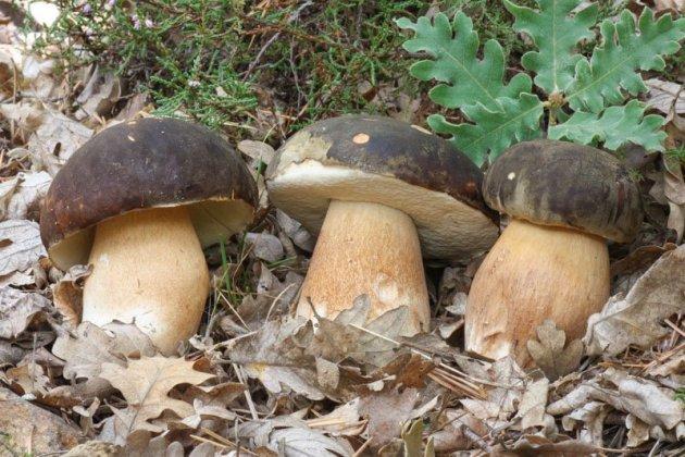 Tres hongos de sombrero oscuro entre hojas del bosque